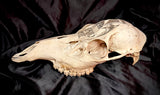 Item 2. Memento Mori deer skull