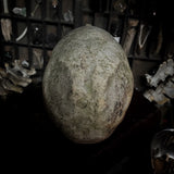 Human skull