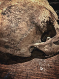 The Pirate - Real human skull