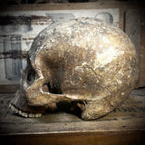 Human skull