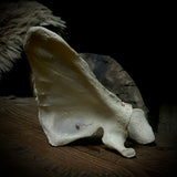 Human scapula (shoulder blade)