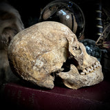 Human skull with mandible