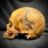 Item 4. Vampire skull