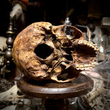 Human skull *COMPETITION*