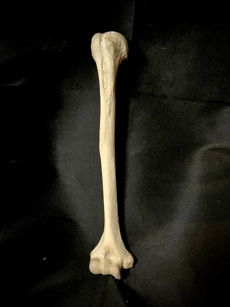 Human humerus bone