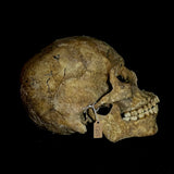 Item 5. Human skull with mandible