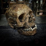 Human skull