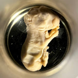 Item 17. Wet Fetal Guinea pig