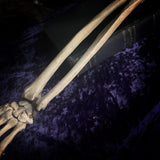 Medically articulated (Left) Human Hand and Arm