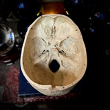 A human medical skull