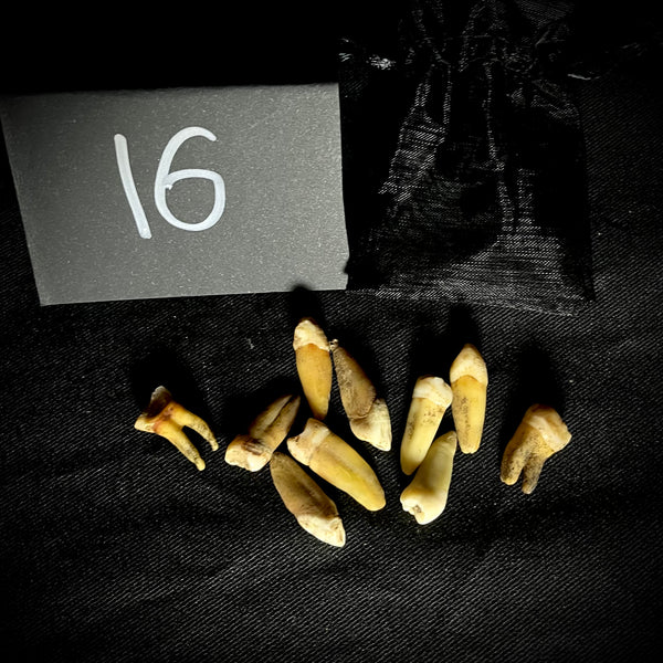 Item 16. 10 human teeth