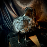 Item 2. Taxidermy crow