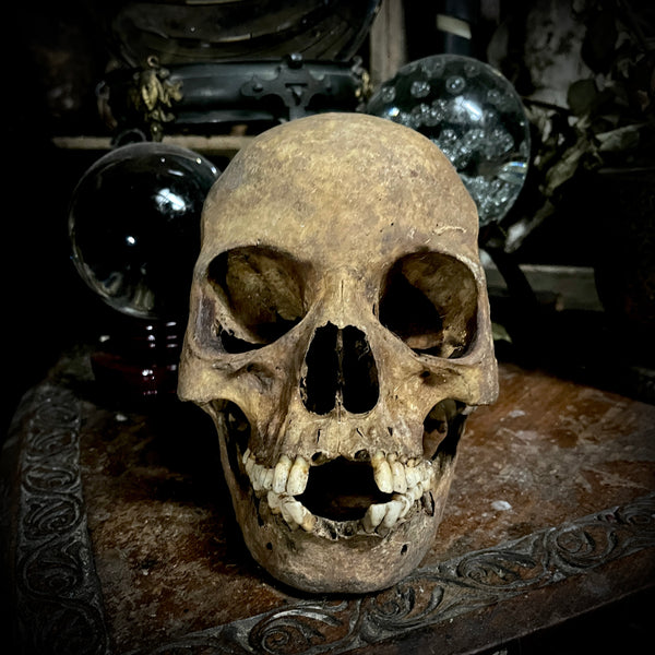 Human skull with mandible