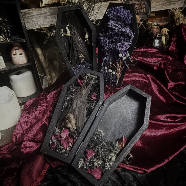 Taxidermy Fruit Bat - Mini Curio Coffin