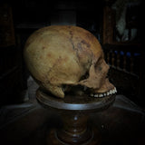 Human skull