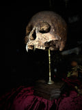 Vampire skull on stand