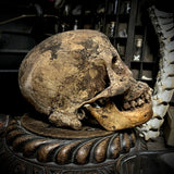 Human skull with mandible