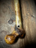 Human femur bone