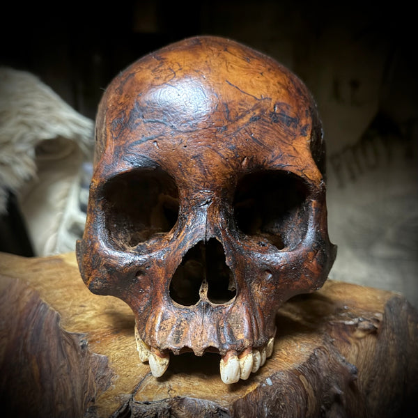 Human skull