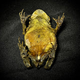 Item 13. Taxidermy toad