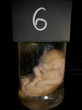Item 6. Wet Kitty