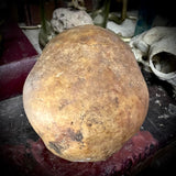Human skull