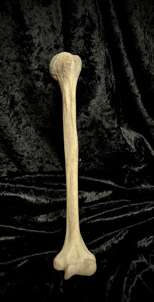 Human humerus bone