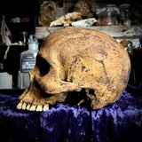 Human skull