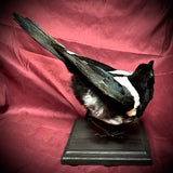 Taxidermy magpie