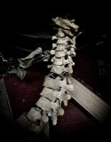 Articulated human spine