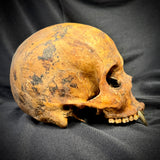 Item 4. Vampire skull
