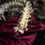 Adam Rouilly Articulated human spine and sacrum