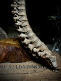 Articulated human spine