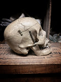 Medically prepared human skull