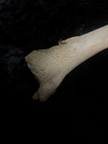 Human tibia (shinbone)