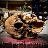 Large human skull