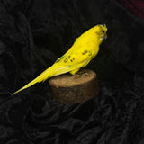 Taxidermy “Yellow Budgie”
