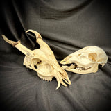 Item 13. Two deer skulls