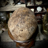 Human skull