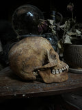 Human skull
