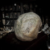 Human skull