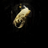 “Mink skull” in a glass dome