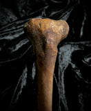 Human tibia (shinbone)