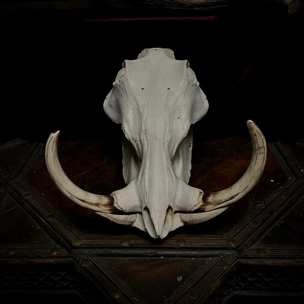 Warthog skull