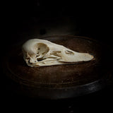 Duck Skull