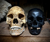 Large human skull with mandible