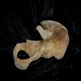 Human hip bone