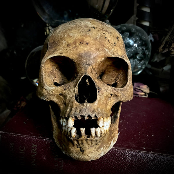 Human skull with mandible