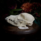 Dog Skull - A Female “Poodle”