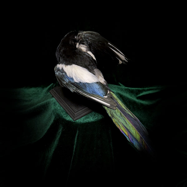 Taxidermy Magpie